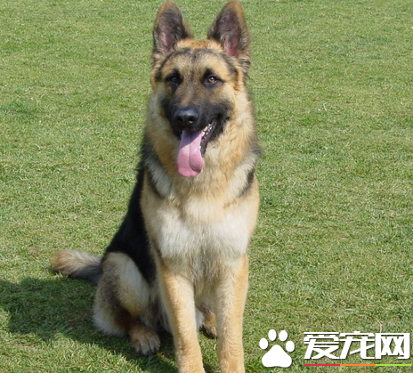 如何饲养德国牧羊犬 动物性饲料是犬的主食