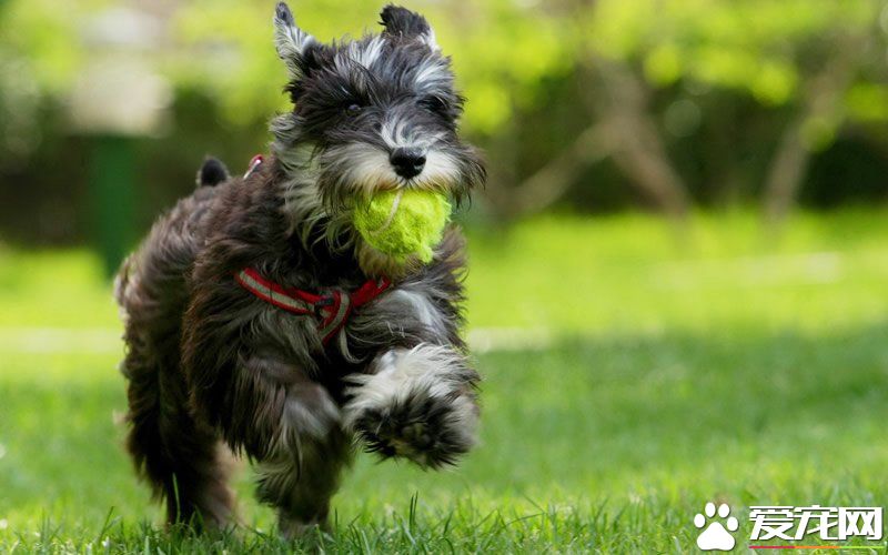 迷你雪纳瑞和标准雪纳瑞的区别 体长和体重区别