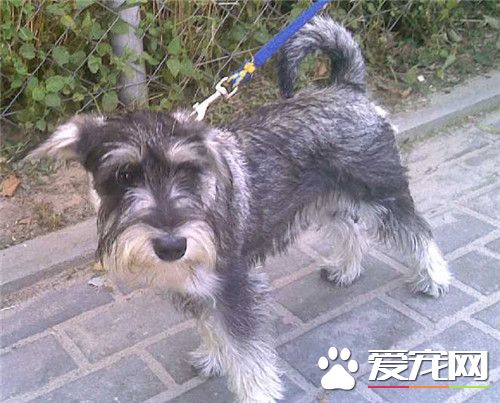 迷你雪纳瑞适合家养吗 警惕而活泼适合家养的狗