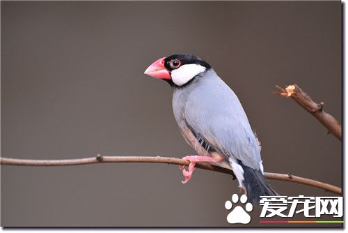 灰文鸟寿命 灰文鸟的平均寿命10到15年