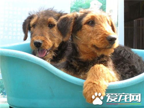 哪里有卖万能梗 国内万能梗很少可以国外购买