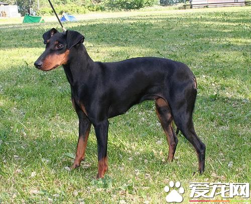 哪能买到曼彻斯特梗犬 一般专卖店可以买到