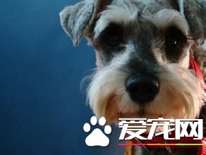 巨型雪纳瑞训练 训练在固定场所大小便