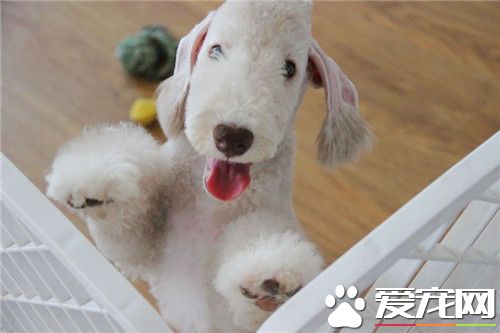 贝灵顿梗如何修剪 贝灵顿梗怎么美容