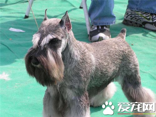 迷你雪纳瑞性格 迷你雪纳瑞机警但不莽撞