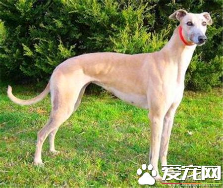 灵缇幼犬能喝骨头汤吗 灵缇幼犬可以喝骨头汤