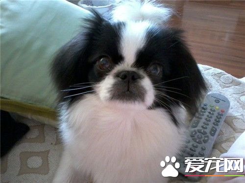 哪里有日本仲犬卖 当地的宠物市场上购买