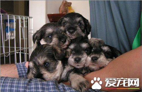 迷你雪纳瑞适合老人吗 雪纳瑞很适合老人