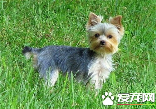 迷你约克夏寿命 寿命一般在12到14岁左右