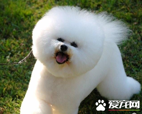 卷毛比熊犬的性格 卷毛比熊犬有个性天性活泼