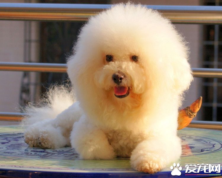 卷毛比熊犬的价格 普通售价在1000元左右