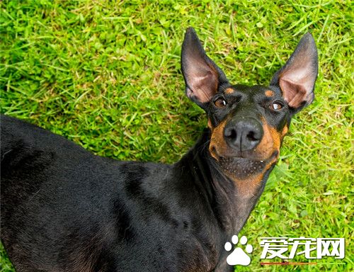哪能买到曼彻斯特梗犬 一般专卖店可以买到