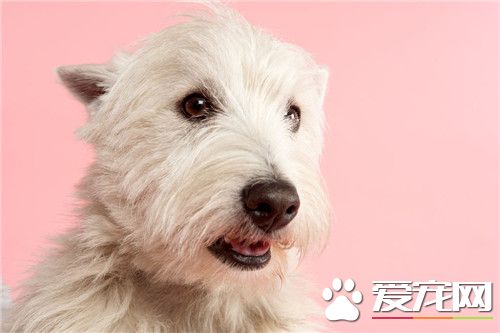 哪里有卖西高地白梗 全国各地宠物市场都有卖