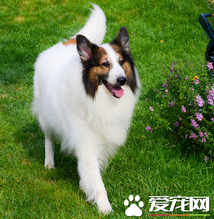 苏格兰牧羊犬肠胃如何 分为几种不同的类型