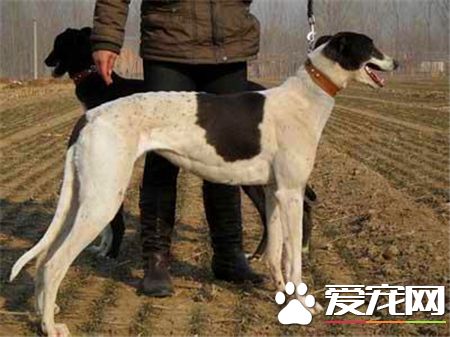 灵缇犬的喂养 肉类与蛋白质是灵缇犬最需要的