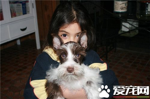 迷你雪纳瑞粘人吗 迷你雪纳瑞喜欢粘人