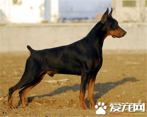 哪里有杜宾犬卖 可以去专业繁殖基地购买