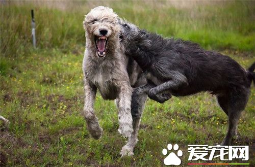 哪里有卖爱尔兰猎狼犬 可以在宠物店里买