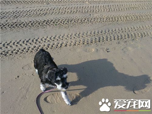 迷你雪纳瑞忠诚度 对主人是非常的忠心