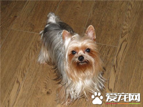 迷你约克夏寿命 寿命一般在12到14岁左右