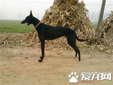 灵缇怎么训练坐下 把手放在狗腰上向下压