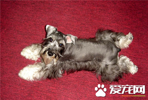 迷你雪纳瑞性格 迷你雪纳瑞机警但不莽撞