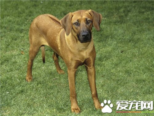 哪有卖罗得西亚脊背犬 宠物市场就可以买得到