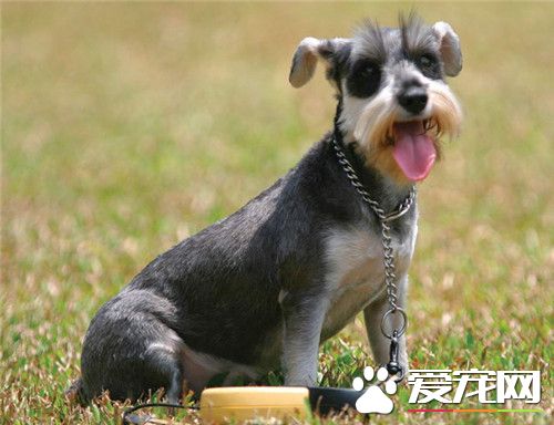 迷你雪纳瑞适合老人吗 雪纳瑞很适合老人