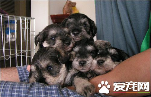 迷你雪纳瑞怎么训练 摸清雪纳瑞上厕所的规律