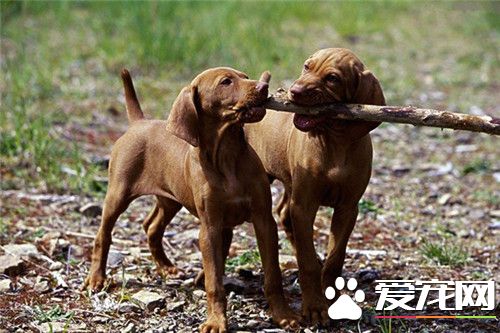 哪有维兹拉犬买 可以到宠物市场进行购买
