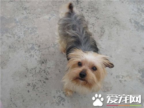 迷你约克夏赛级多少钱一只 价格在10000元以上