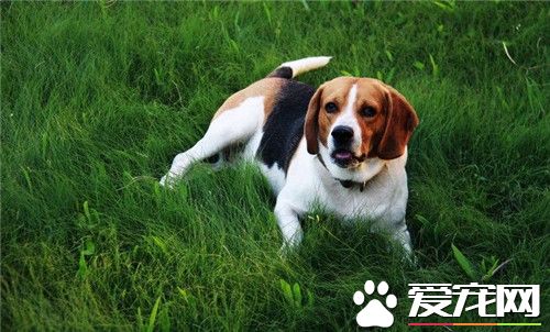 比格犬打架厉害吗 比格犬其实并不凶