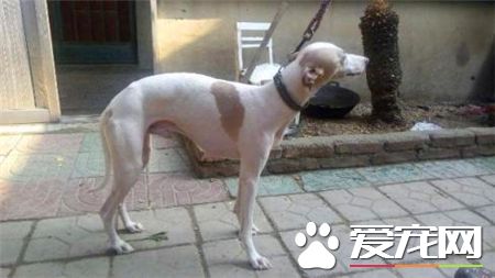 灵缇幼犬吃什么 根据不同生长时期来选择食物