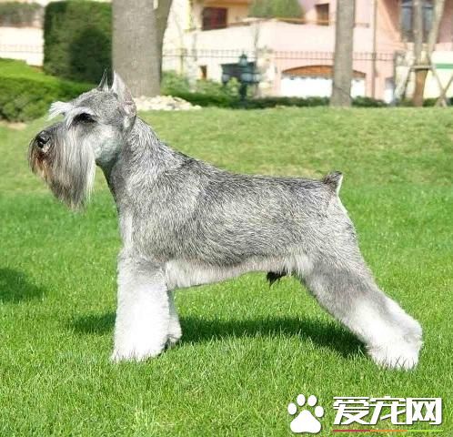 巨型雪纳瑞犬哪里有卖 宠物店一般都有卖