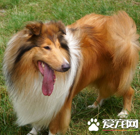 苏格兰牧羊犬吃的多吗 每天两顿即早晚各一顿