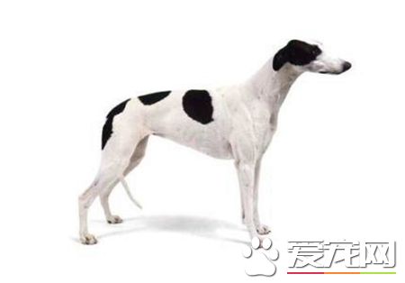 灵缇怎么训练坐下 把手放在狗腰上向下压