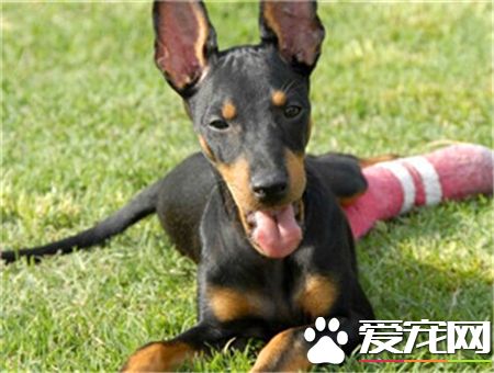 曼彻斯特梗价格 价格一般在15000到20000元左右