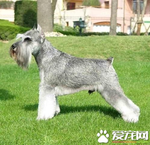 巨型雪纳瑞有多大 雪纳瑞体重为34到41公斤