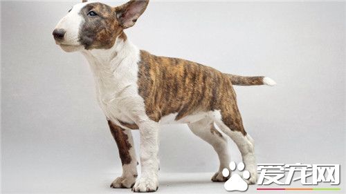 牛头梗挑食吗 牛头梗的饲养非常容易