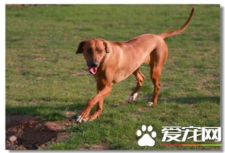 罗得西亚脊背犬那里有卖的 宠物商店可以买到