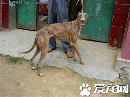 灵缇幼犬用什么疫苗 42天注射荷兰英特威小犬二联