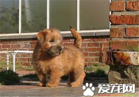 罗福梗犬的特征 罗福梗是体型最小的工作梗