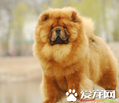 松狮犬怎样交配 松狮犬的发情期不会很长