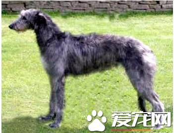 苏格兰猎鹿犬价格 一般价格在1000到6000元