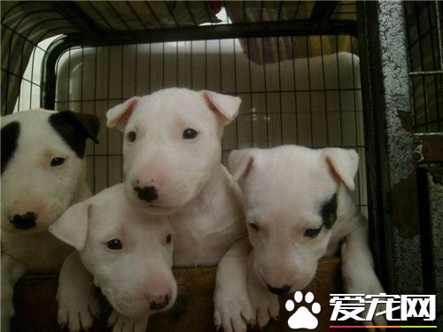 牛头梗乱叫吗 牛头梗是很喜欢叫的狗狗