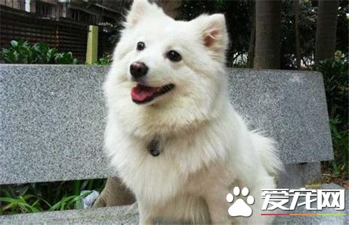 迷你银狐犬好养不 一种温顺且非常好养的狗狗
