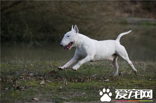 牛头梗和比特哪个好 两种狗狗都是比较好的