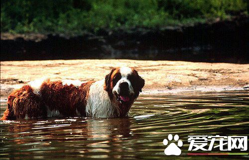 圣伯纳犬粘人程度 圣伯纳犬粘人程度比较高