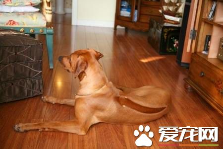 罗得西亚脊背犬价格 价格大约为1000到3000元