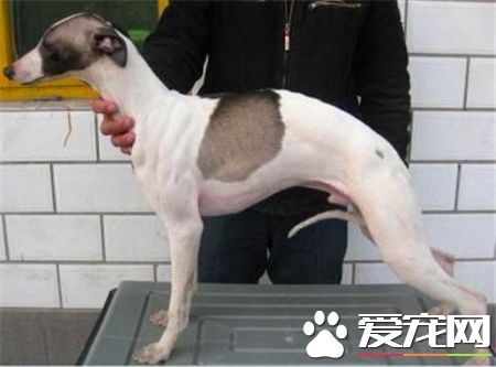 灵缇幼犬怎么看纯不纯 耳朵应该是紧贴着脑门的